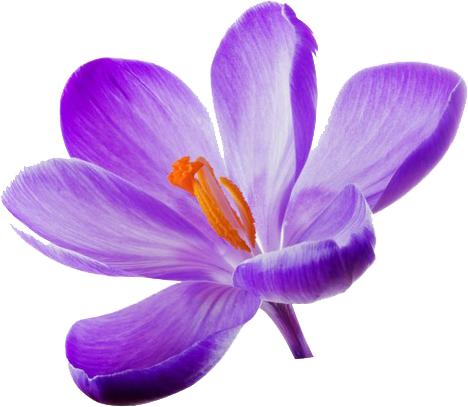 Saffron Flower