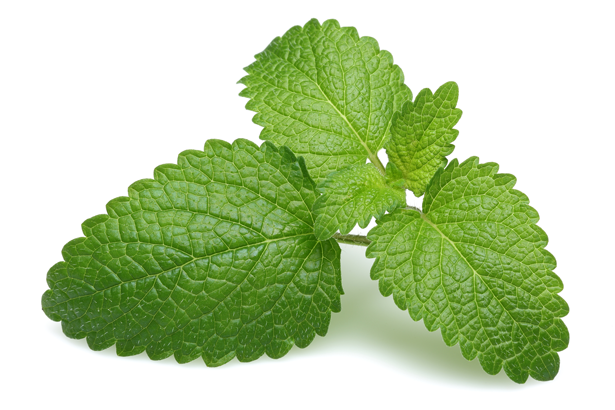 Lemon Balm Leaf and L-Tryptophan