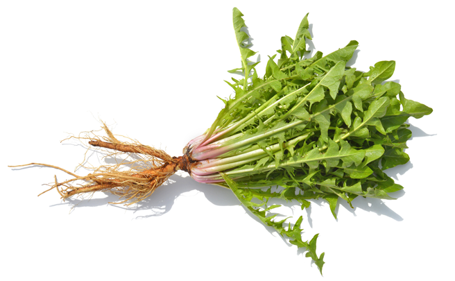 Dandelion Root