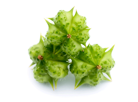 Tribulus Terrestris