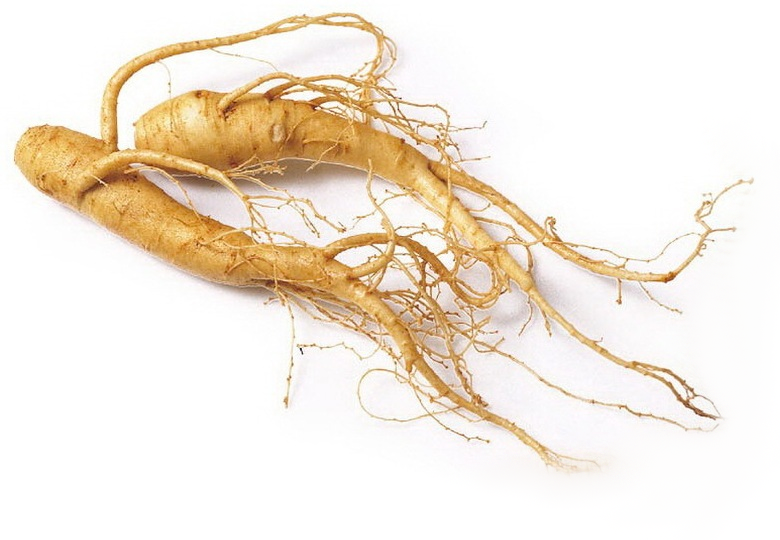 American Panax Ginseng