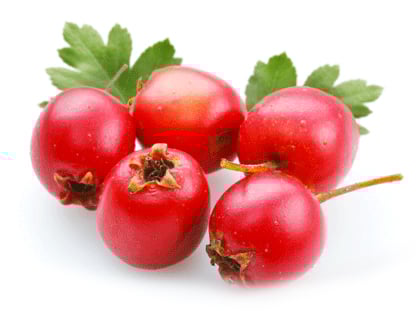 Hawthorn Berry Extract