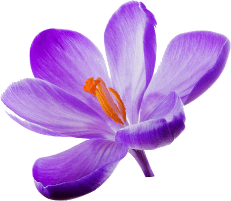 Saffron Flower