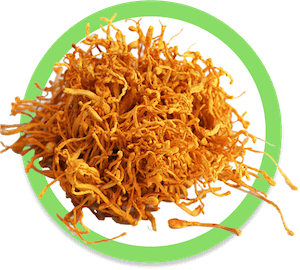 Cordyceps Mushroom