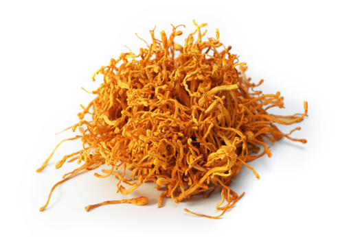 Cordyceps Mushroom